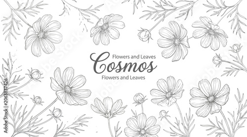 Black and white line drawing of cosmos flowers and leaves vector