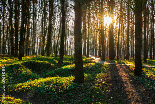 Beautiful nature, morning light, sun rays bursting through pine trees in forest park. Golden sunrise illumination on green mossy ground. Natural background. Scenic woodland sunset landscape at dawn.