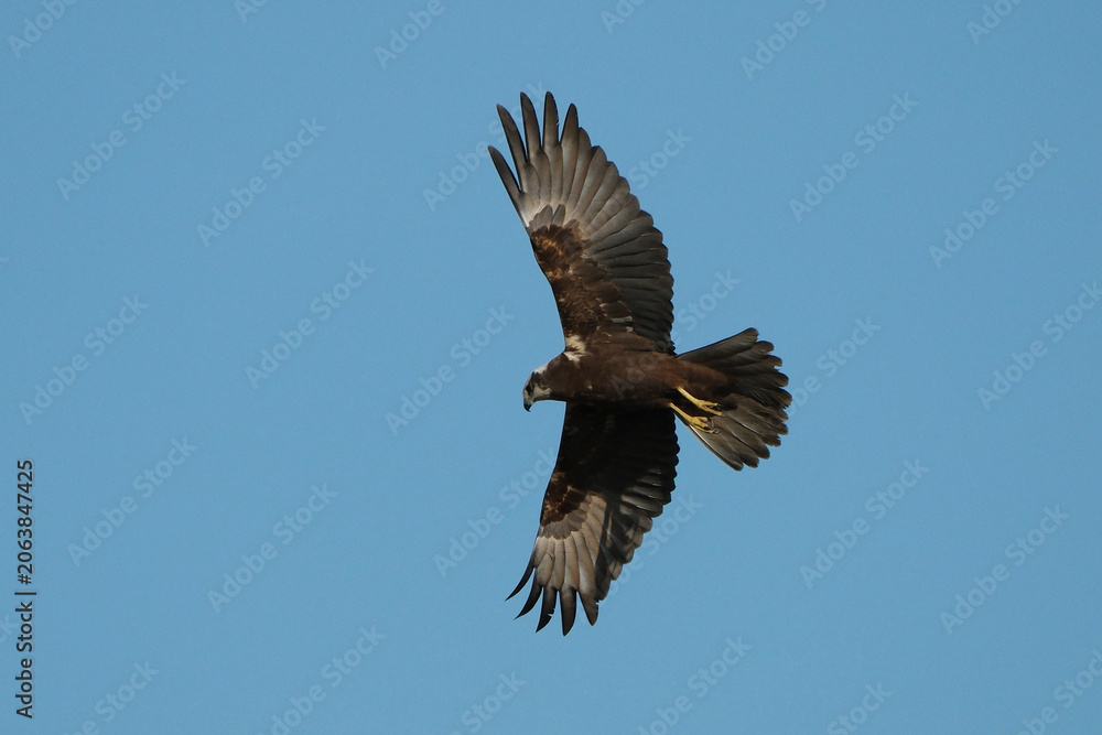 Fototapeta premium Western marsh harrier (Circus aeruginosus) flying in the blue sky, female or juvenile marsh harrier in flight, low angle view of raptor soaring, wildlife and birdwatching concept