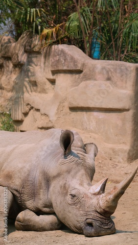 portrait half body of sleepy white rhino with its ear scanning of alert sound, big animals on the ground in the zoo, the animal with excellent hearing ability