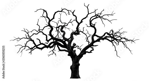 Foto Creepy bare old tree silhouette against black background