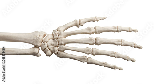 Fotografie Human skeleton hand anatomically correct dorsal view