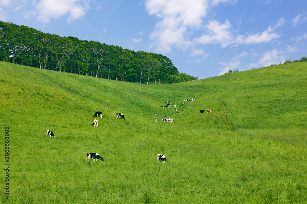 Obraz premium 夏の北海道の広大な丘に広がる牛の放牧風景と青空 Dairy cows grazing on vast green hills under a blue sky in Hokkaido, Japan