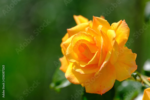 Blühende gelbe Rose