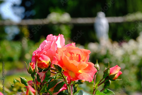 Orangefarbene Rose mit Statue im Hintergrund