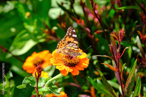 Schmetterling auf einer gelben Blume