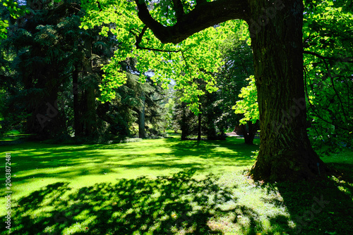 Licht und Schatten im Park