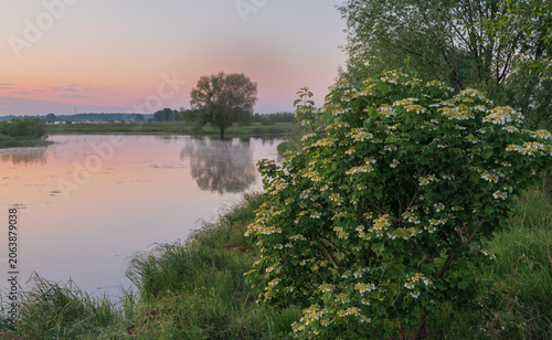 a tranquil sunset over a calm lake, featuring a flowering bush in the foreground and distant trees