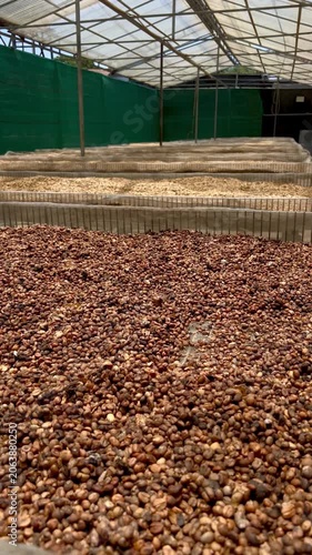 Kopi Luwak Coffee Beans - Civet Coffee Excreted Beans Air Drying Process - Traditional Indonesian Luxury Coffee Production