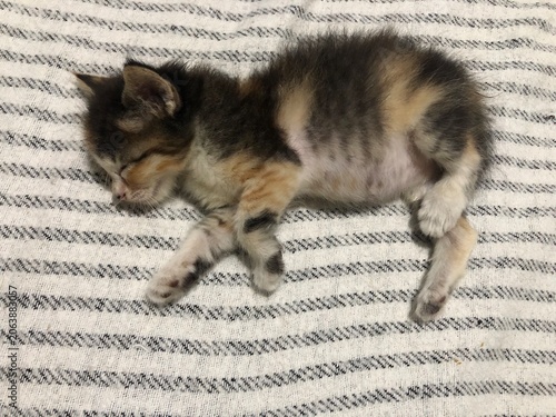 Tableau sur toile A tiny, fluffy calico kitten is sleeping peacefully on a striped blanket