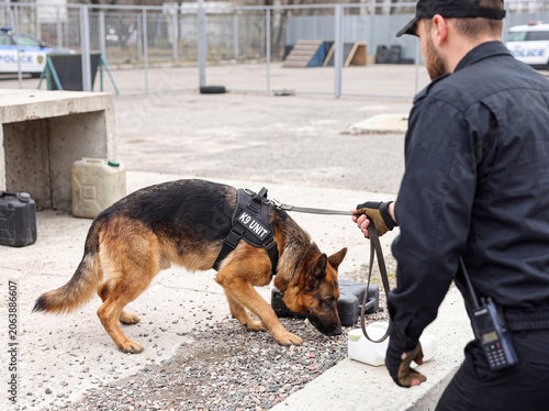 Obraz na płótnie Police K9 unit German Shepherd detection dog actively sniffing for contraband with its handler