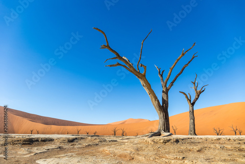 фотографія Dead camel thorn trees in Deadvlei desert under blue sky