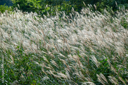 Golden Japanese pampas grass (susuki) glowing in the soft autumn sunlight