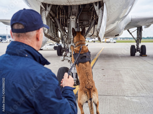 Obraz na plátně K9 detection dog actively sniffing for contraband in the landing gear bay of a passenger aircraft on a tarmac