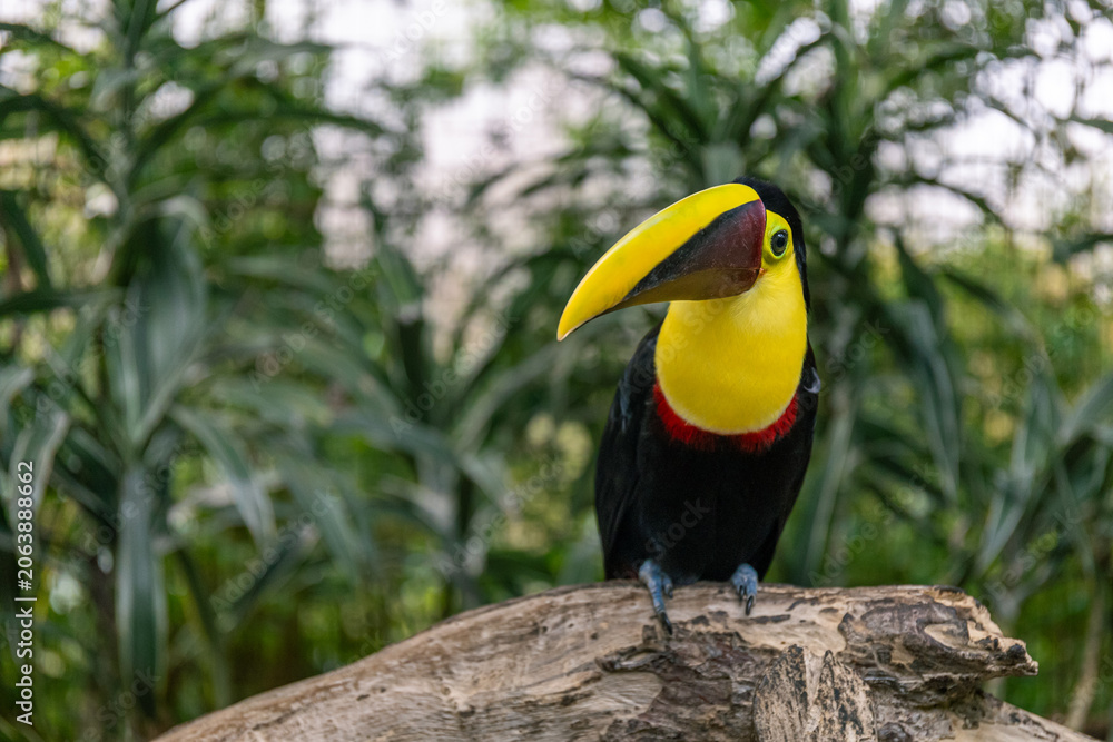 Fototapeta premium Chestnut-mandibled toucan perched on a log in tropical jungle
