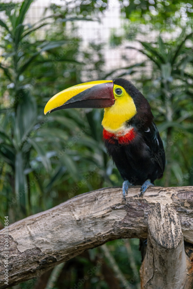 Obraz premium Black-mandibled toucan perched on branch in tropical foliage