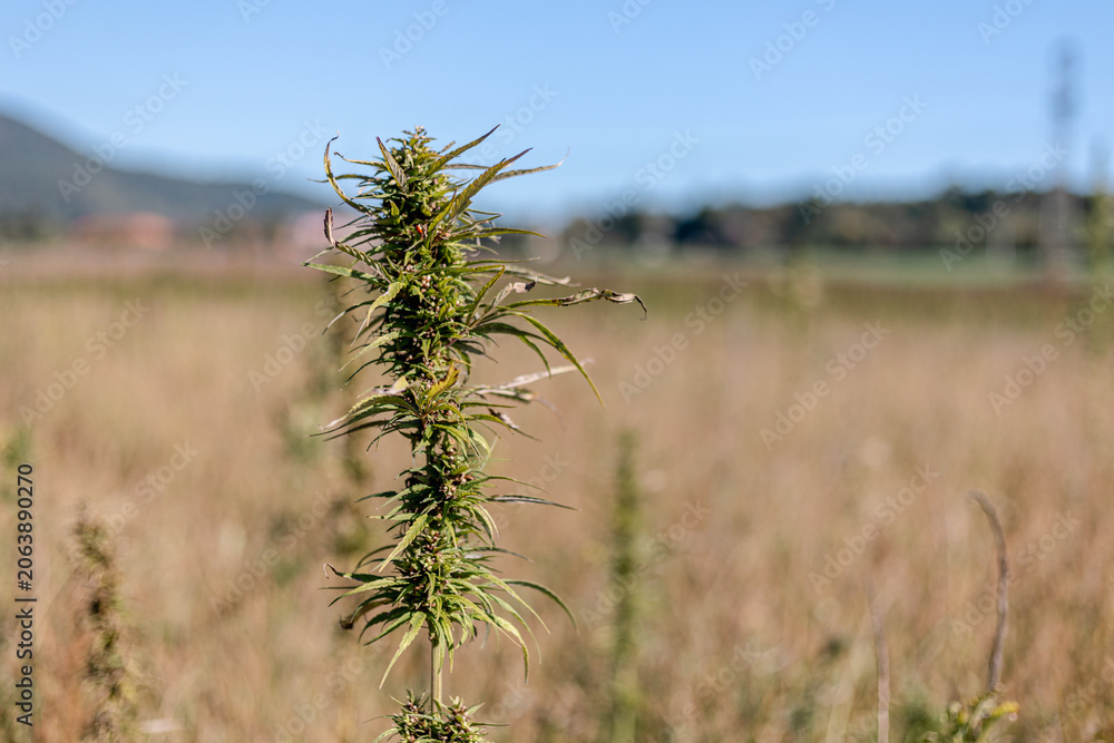Fototapeta premium Cannabis hemp plant growing in a rural field on a sunny day
