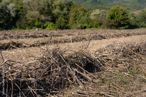 Fotografie Harvested field with piles of dry crop stalks near forest hills