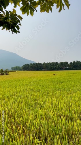 Scenic Rice Terraces and Mountains in Vietnam - Green Rice Fields Landscape with Mountain Backdrop - Rural Vietnamese Countryside View