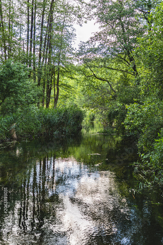 natural landscape of a river flowing through a forest