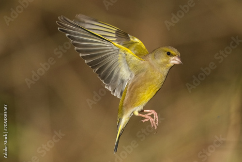 Foto Side view of a wild greenfinch bird taking off, showcasing yellow and green feat