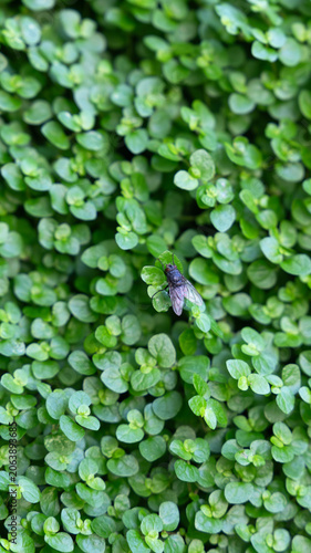 a large fly camouflaged among small green leaves