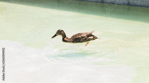 Duck in shades of brown swimming and drinking in calm water