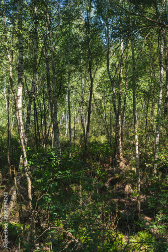 Photography landscape of a riparian forest deprived of water during drought
