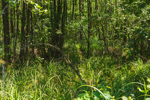 Canvas-taulu landscape of a densely overgrown riparian forest in summer