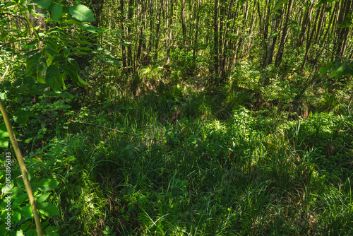 Obraz na plátne landscape of a densely overgrown riparian forest in summer