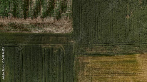 Mature Grain Field – Top Down Forward Wide Aerial Flight Over Field Junction