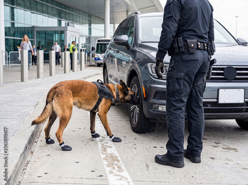 Foto A K9 unit Belgian Malinois, alongside its police officer handler.