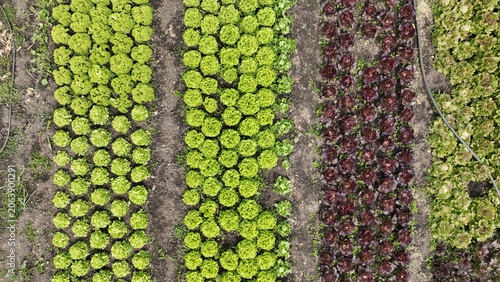 Lettuce Lactuca sativa farm bio drone aerial rocket assorted plenty of organic colewort salad Eruca Red leaf Lollo Rossa Oakleaf Romaine Winter Landis lettuce plant greenhouse leaf lobed sturdy dark
