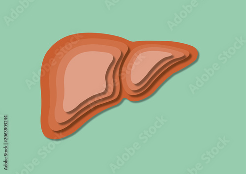 Liver, illustration