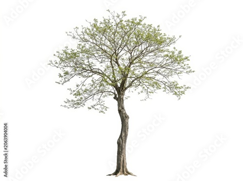 Single deciduous tree with light green leaves isolated on white background