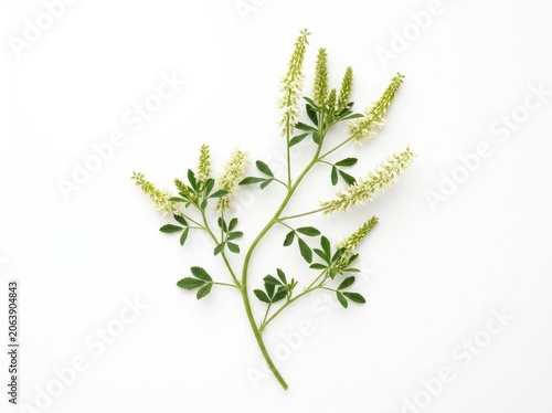 White sweet clover plant isolated on white background