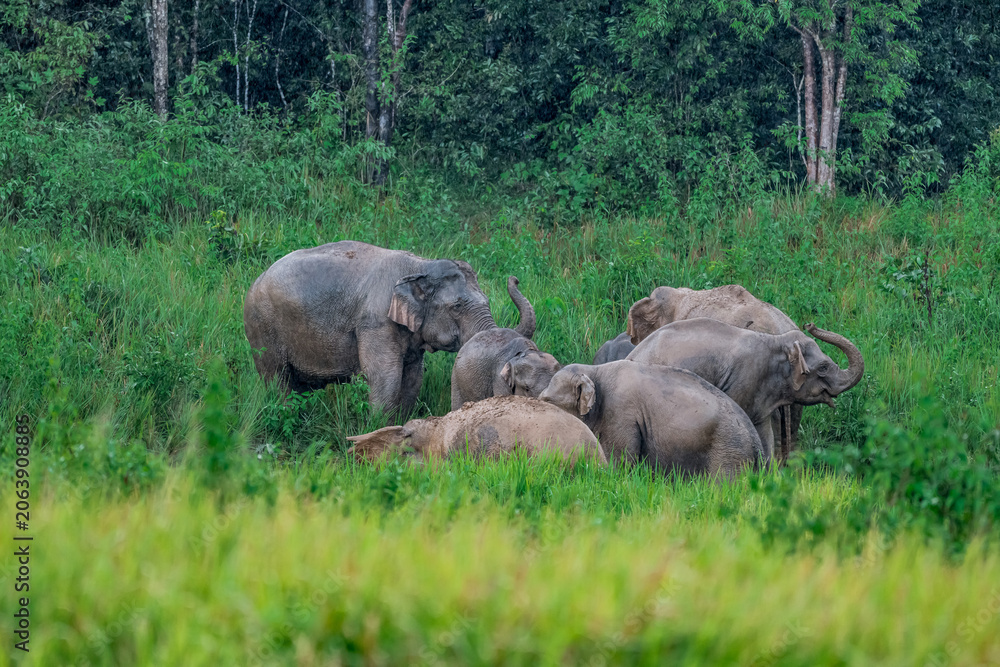 Fototapeta premium Its body is gray, its snout is called the trunk. The trunk of the Asian elephant has only one beak. Nakhon Ratchasima, Thailand.