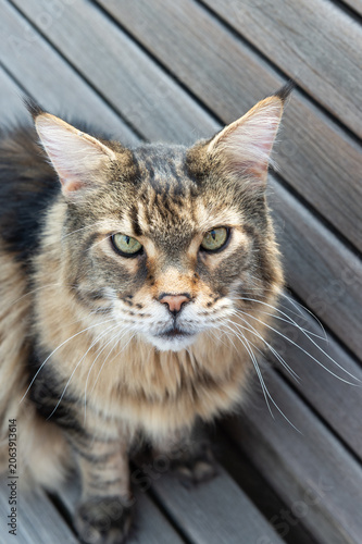 Porträt eines alten Maine Coon Kater