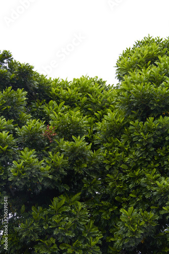 Big tree with it’s green leaves background