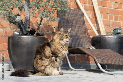 Alter Maine Coon Kater genießt den Frühling auf der Terrasse