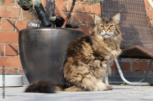 Alte Maine Coon Katze zuhause auf der Terrasse