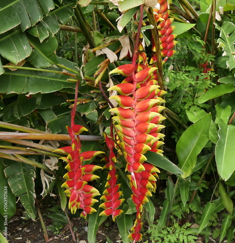Hanging lobster claw plant or Heliconia rostrata with impressive colorful inflorescence. Tropical flowers with red and yellow colors