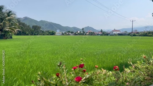 Scenic Rice Terraces and Mountains in Vietnam - Green Rice Fields Landscape with Mountain Backdrop - Rural Vietnamese Countryside View