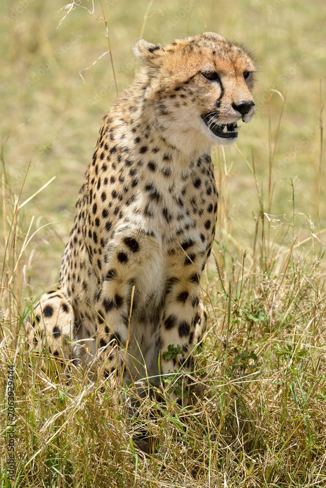 Naklejka premium Guépard,