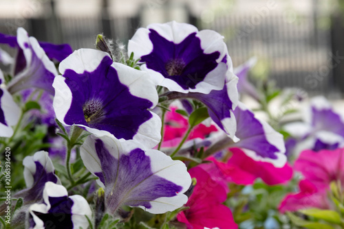 Purple and White Petunia Bloom in Garden Planter