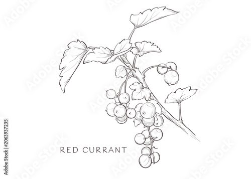 Design element for label - branch of red currant. Graphic vector illustration, sketch with berries in lines, pen drawing, author's hand drawing.