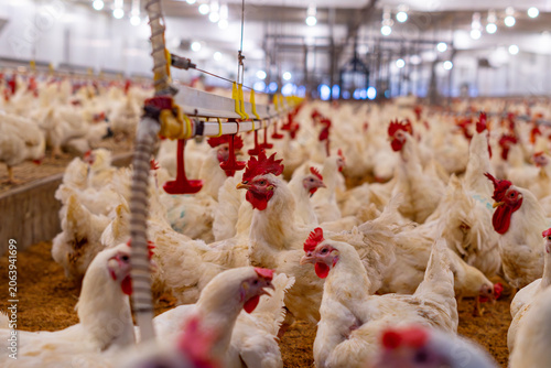Group of white broiler chickens standing on rice husk bedding inside a commercial poultry farm house. Healthy meat chickens raised under controlled farming conditions for livestock production. Concept