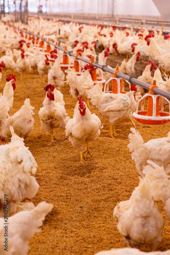 Group of white broiler chickens standing on rice husk bedding inside a commercial poultry farm house. Healthy meat chickens raised under controlled farming conditions for livestock production. Concept