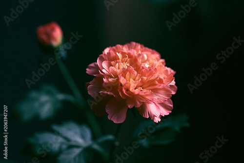 pink dahlia flower