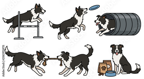 Set of border collie vector illustrations showing agility training, jumping hurdles, catching flying disc, playing tug, and sitting with dog food.